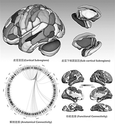 【科技日报】全新脑图谱： 绘制人脑精准“地图”