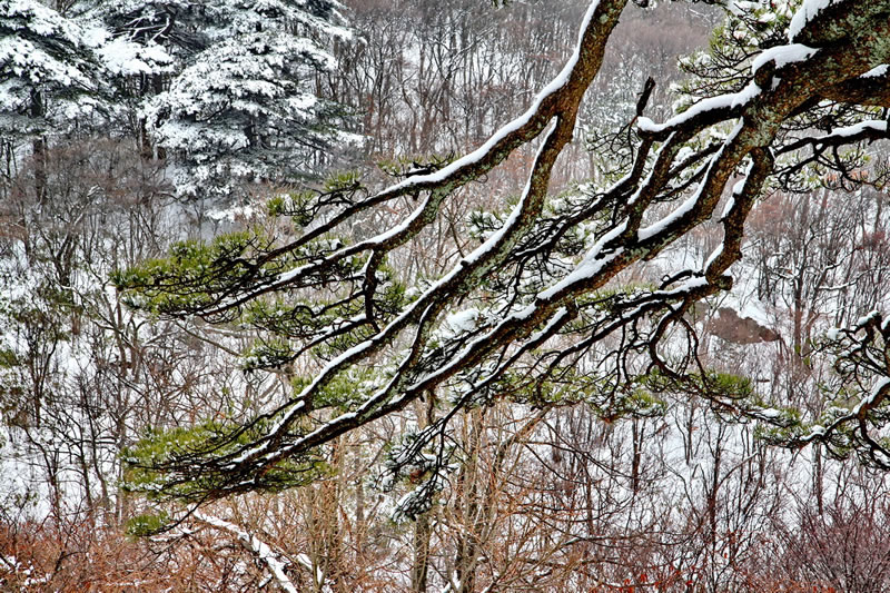 黄山雪景(余祥林摄影作品)