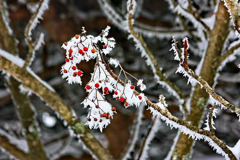 黄山雪景(余祥林摄影作品)
