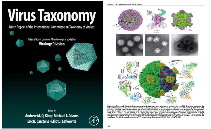 GCRV研究成果被国际病毒分类委员会第九次报