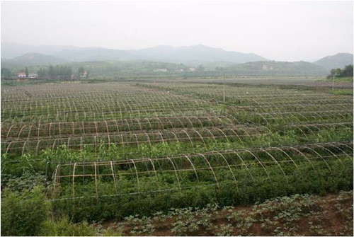 武汉植物园特种功能蔬菜广水产业化示范基地