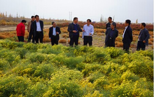 新疆维吾尔自治区党委副秘书长调研新疆生态所