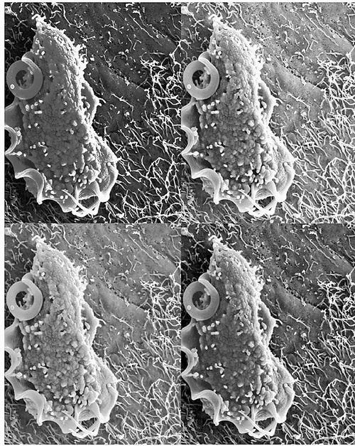 肠道原生生物保护小鼠免受细菌感染