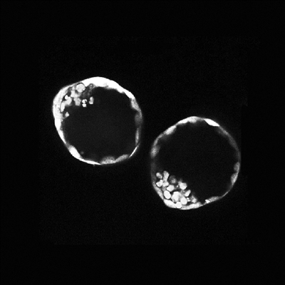 小鼠干细胞可在体外形成类胚胎结构