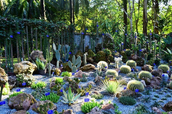 版纳植物园举办以“多肉秘境”为主题的多肉植物展