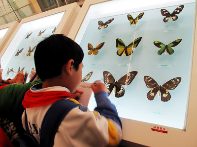 北京市朝阳区和平里小学师生参观国家动物博物馆