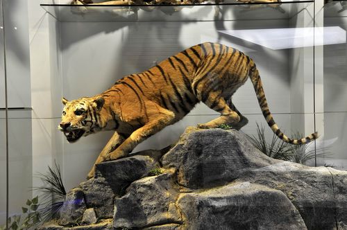 国家动物博物馆2011年暑期活动预告