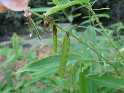 植物界随歌而动的舞者--跳舞草