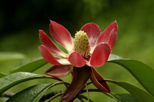 细雨纷飞赏木莲
