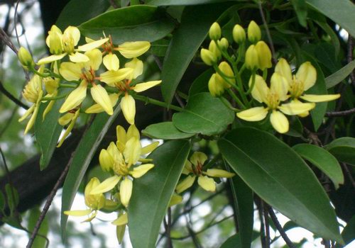 金黄亮丽的星果藤