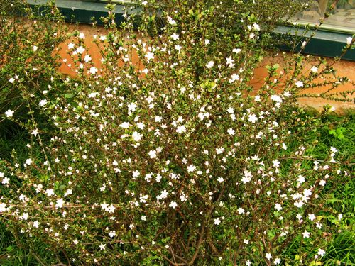 白冠茫茫六月雪