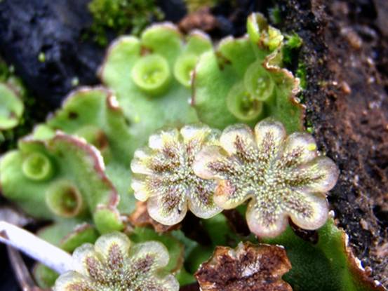 身边的苔藓植物--地钱