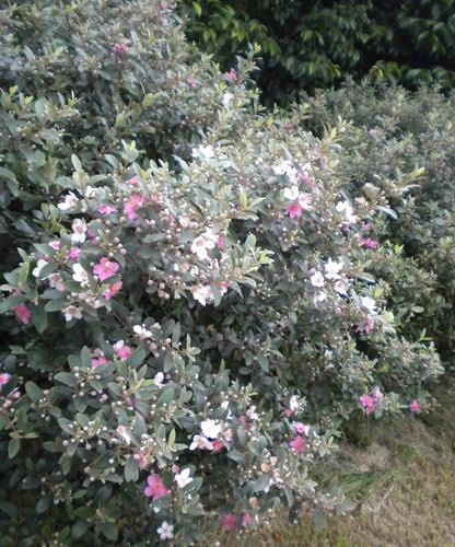 逃军粮--桃金娘