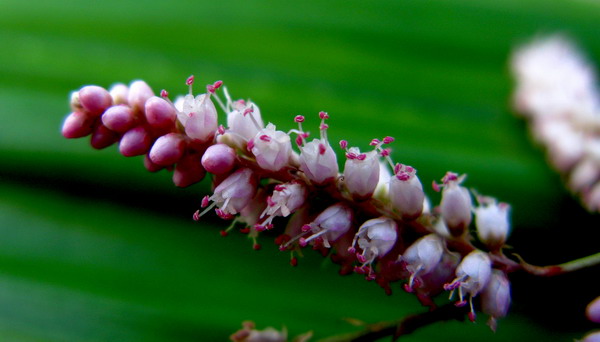 盛开的高原红柳