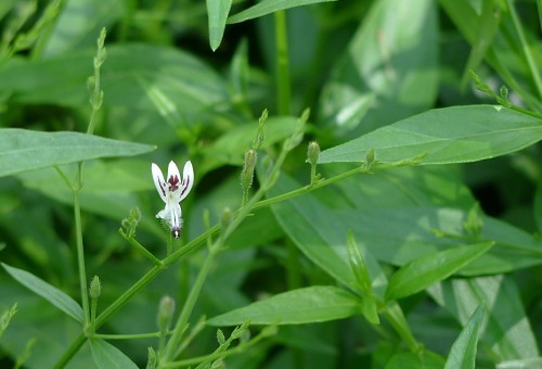 穿心莲不光是药材,也可做蔬菜起到食疗的作用