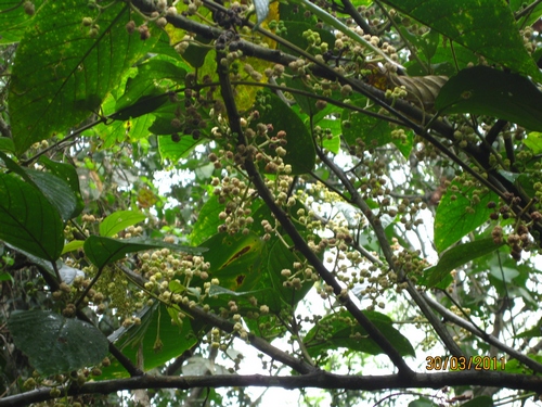 稀有保护植物--锥头麻