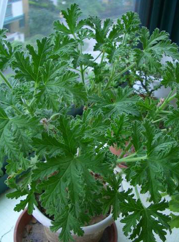 绿色天然的植物“蚊不叮”