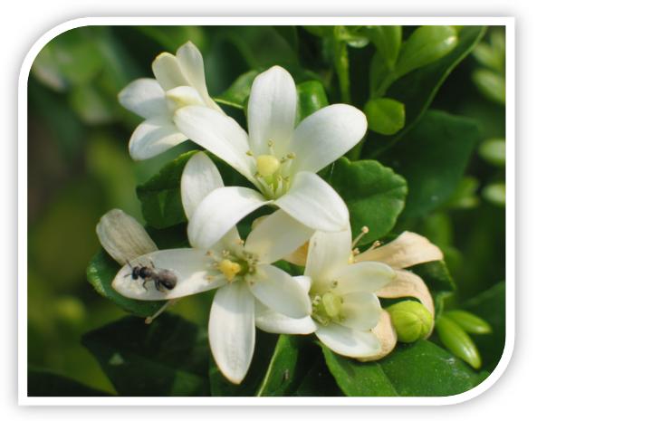 绿色天然的植物“蚊不叮”----中国科学院