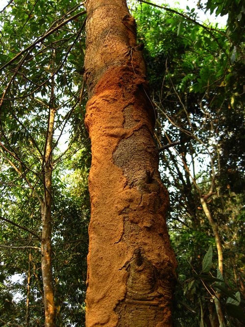 热带蚂蚁上树的启示