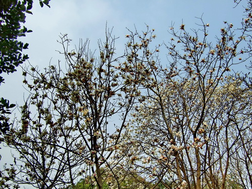 华南植物园早春玉兰花盛开