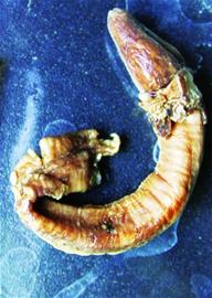 科研人员发现新物种 命名青岛橡头虫--中国科