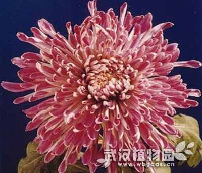 菊花的品种为何如此丰富