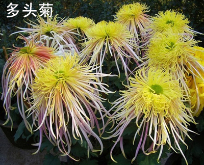 造型各异的菊花