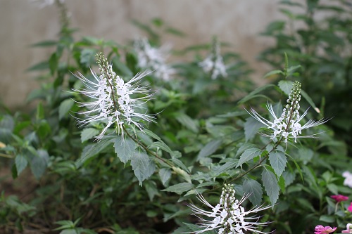 飘舞的裙摆--猫须草