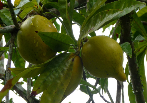 热带名贵水果--蛋黄果