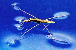 国家纳米科学中心首席科学家揭开水黾在水面飞