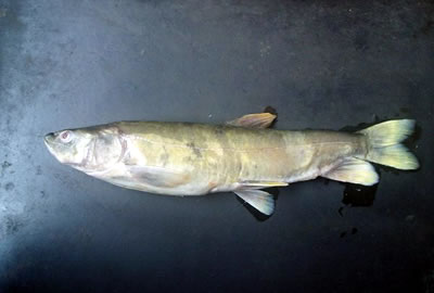 西高所科研人员发现青藏高原裂腹鱼物种形成的
