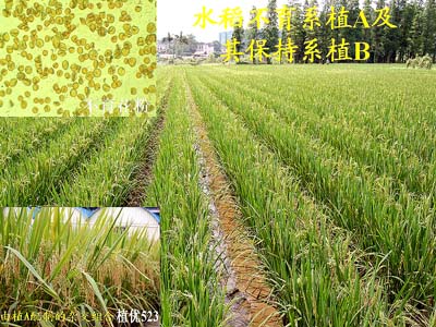 华南植物园培育的水稻不育系植A通过专家鉴定
