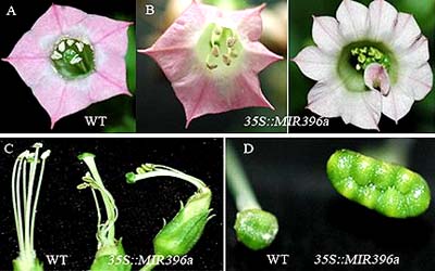 版纳植物园研究发现:miR396是一个调控植物叶
