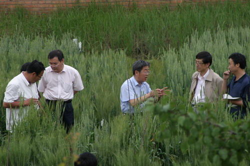 西高所培育的春小麦新品种高原412通过国家