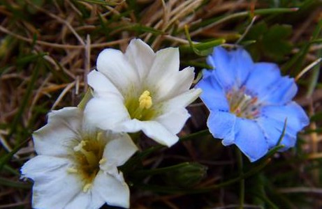 花色多态型对花温和开花行为的调节研究取得新