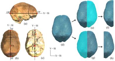 古脊椎所用3D激光扫描技术探索古人类脑演化