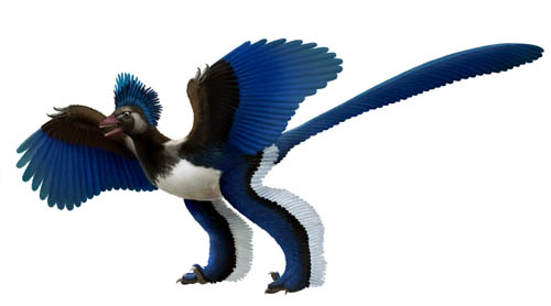 中国发现类似始祖鸟的恐龙