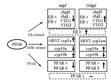 城环所在内分泌干扰物环境毒理研究方面取得进