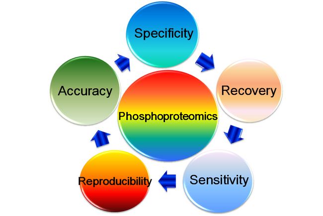 大化所发表磷酸化蛋白质组学前瞻性评述论文