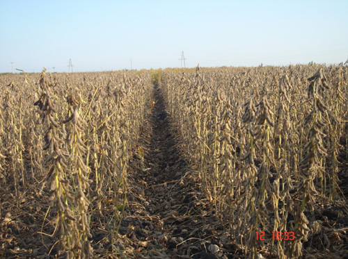 东北地理所成功培育国审大豆新品种东生6号