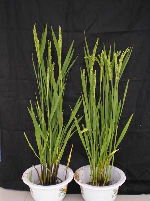 生物所利用离子束诱变技术破解水稻秸秆还田难