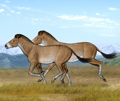 古脊椎所札达三趾马化石研究揭示青藏高原古高度变化----中国科学院