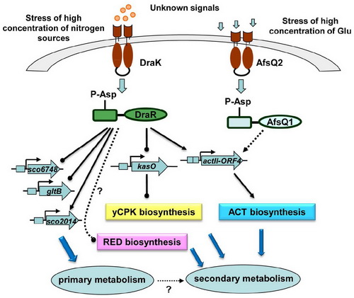 植生生态所揭示链霉菌抗生素生物合成调控的新