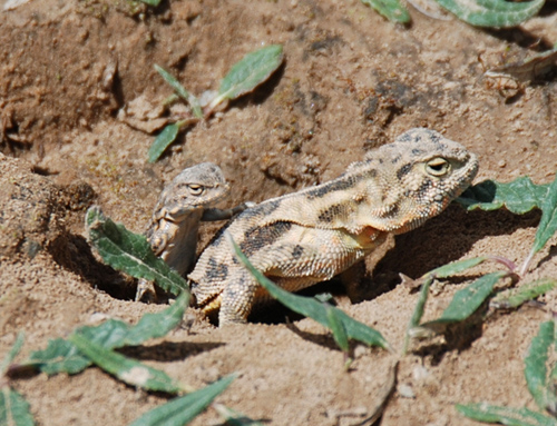 成都生物所发现青海沙蜥采取洞穴共享的办法