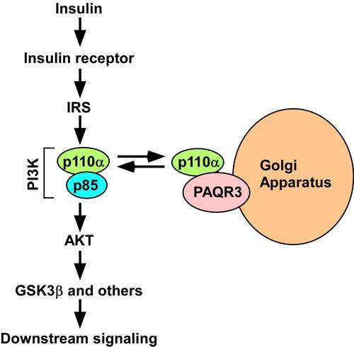 营养所研究发现2型糖尿病的一个全新分子机制