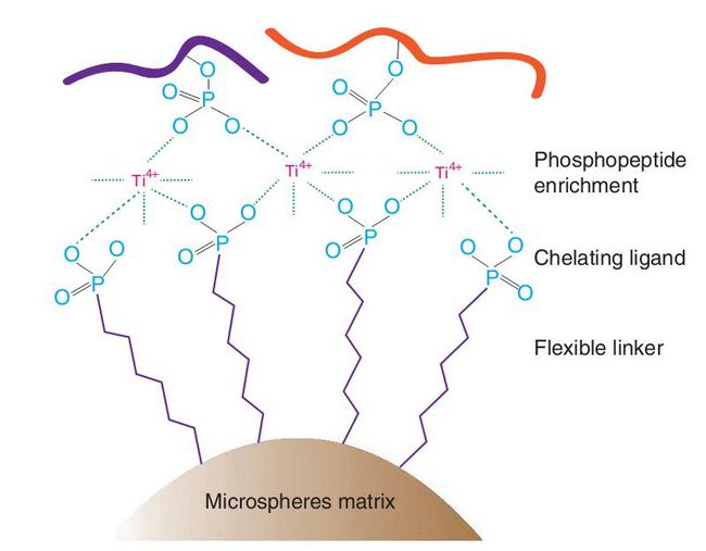 大连化物所磷酸化蛋白质组分析技术获得新进展