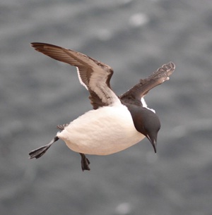 遗传发育所合作研究揭示企鹅为什么不会飞