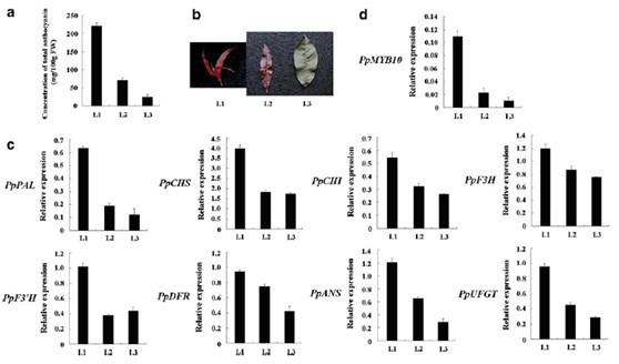 武汉植物园在桃功能基因组学研究方面取得进展