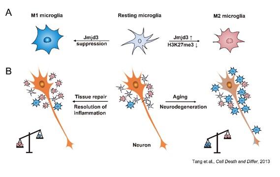 健康所发现Jmjd3在小胶质细胞介导神经炎症中