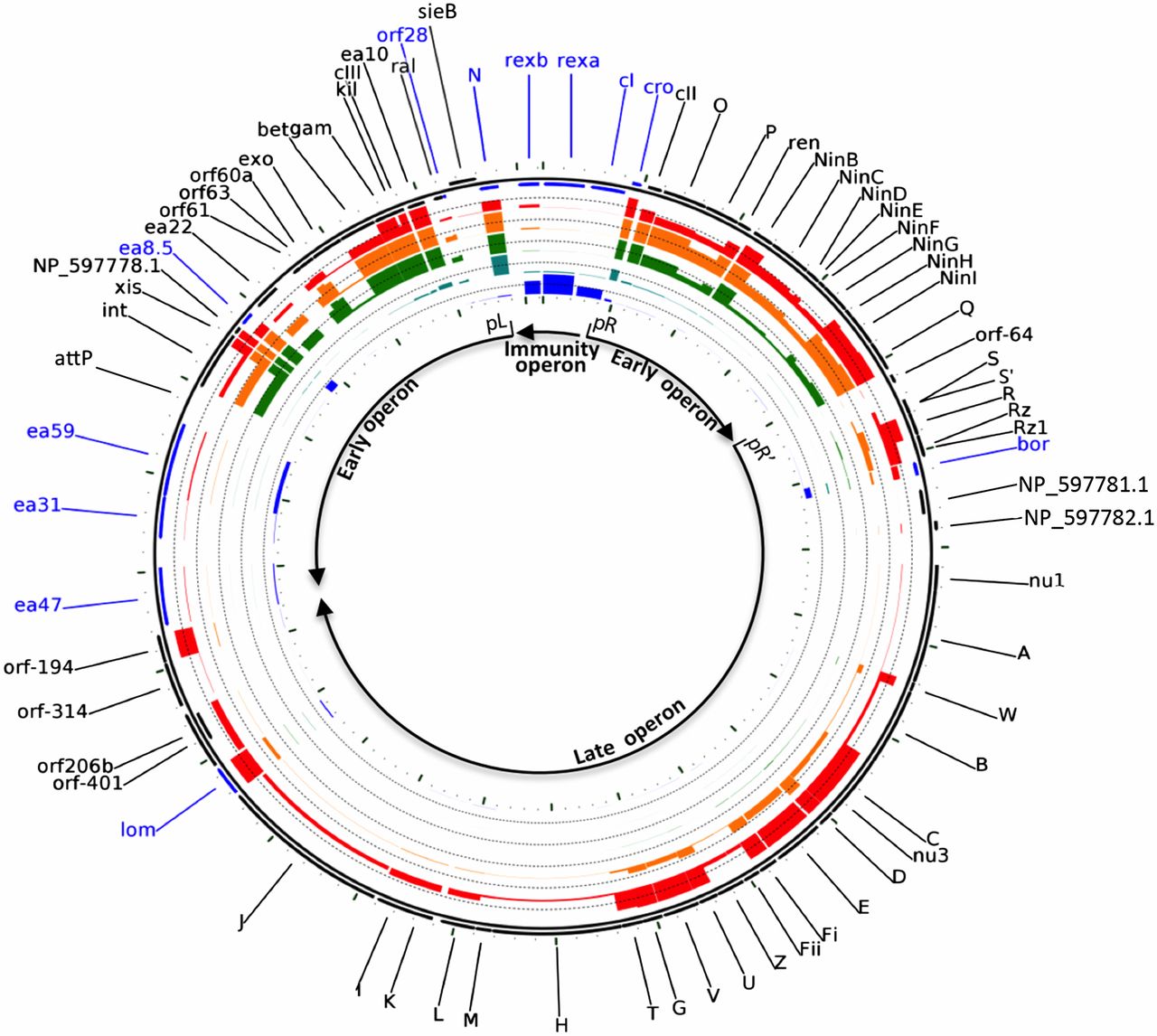 天津工业生物所获得λ-噬菌体基因表达的高分辨率图谱